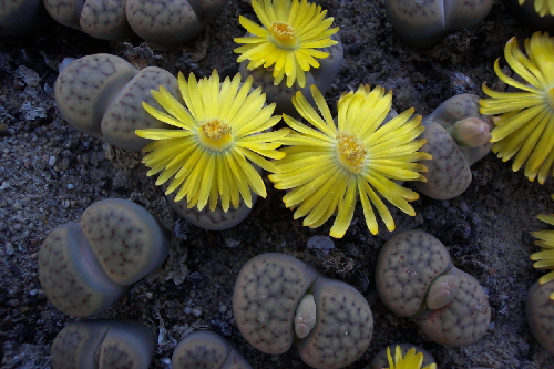lithops schwantesi v.triebneri zb